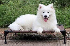 Pet bed dog moisture-proof removable washable stack dog bed Oxford cloth camp bed - Image 4