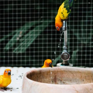 Bird Supplies