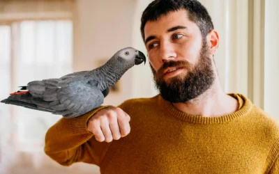 Innovative Care for Pet Birds