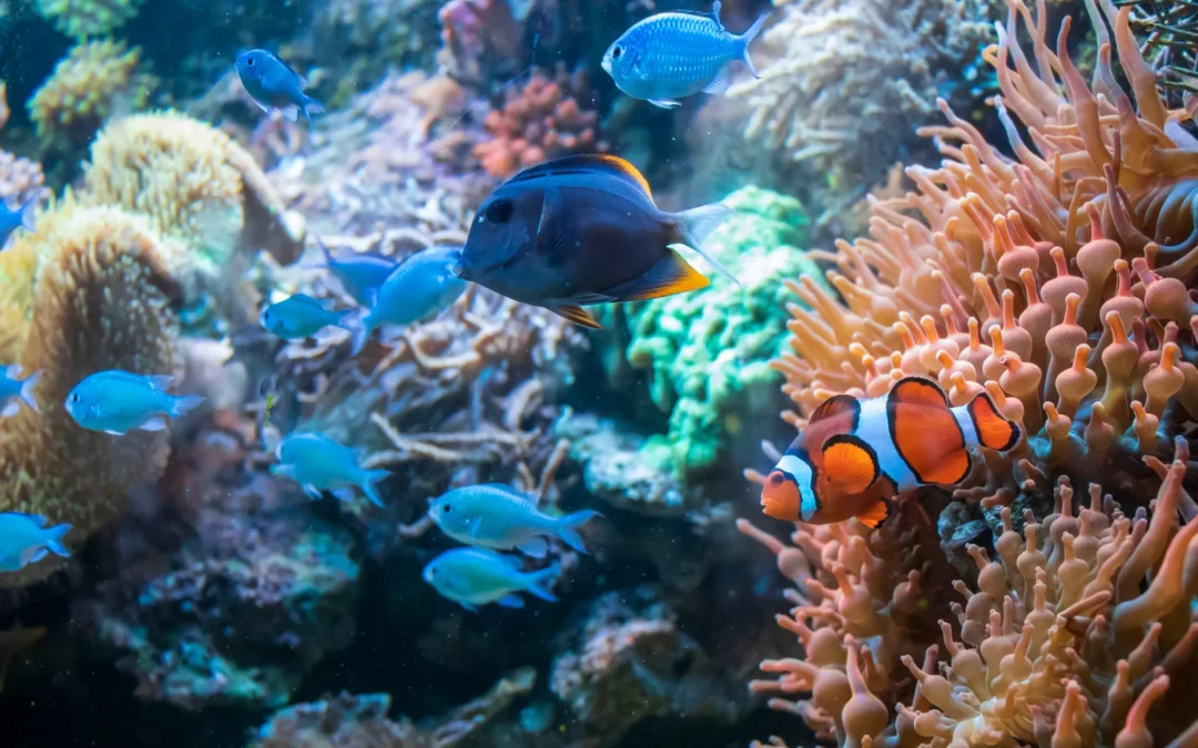 Innovative Care for Pet Fish